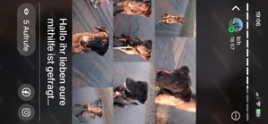 dringend zuhause fur hundegeschwister gesucht 