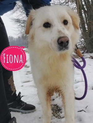 Fiona, wunderschöne, junge Mischlingshündin, Kokona, Retriever, Labrador