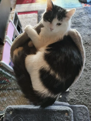 Mischlingkatze
