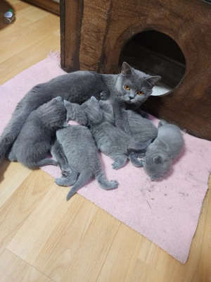 Britisch Kurzhaar Kitten BKH 
