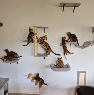 Süße reinrassige Bengal Kittens 