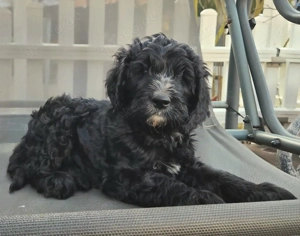 Bernedoodle F1B Welpen Goldendoodle Labradoodle Doodle Pudelmix Bernersennenhund 