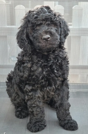 Bernedoodle F1B Welpen Goldendoodle Labradoodle Doodle Pudelmix Bernersennenhund 