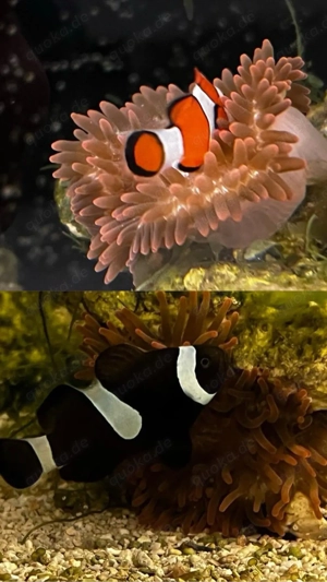 2 Clownfische