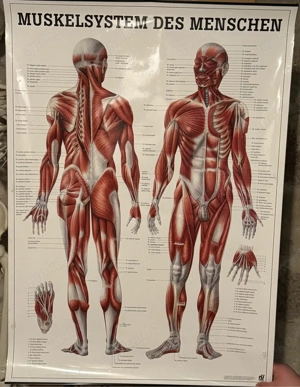 Großes Anatomie-Poster "Muskelsystem des Menschen"