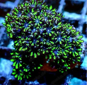 Blue Sympodium Koralle