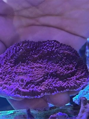 Montipora Red