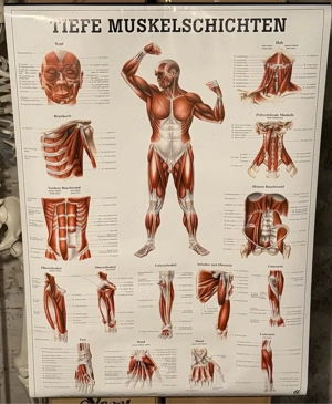 Anatomie-Poster: Tiefe Muskelschichten