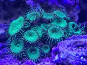 Protopalythoa Koralle