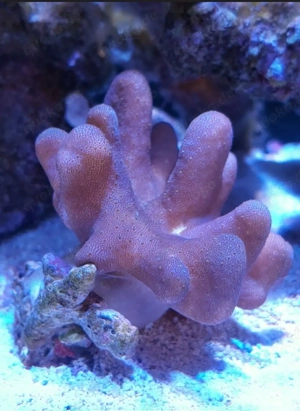 Lobophytum (Devil Hand) 