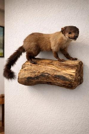 Marder Präparat Tierpräparat Trophäe Taxidermy ausgestopft