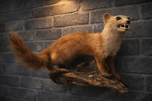 Marder Präparat Tierpräparat Trophäe Taxidermy ausgestopft