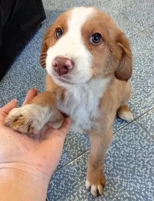 Kleiner Happy möchte mit seiner Familie durchstarten - Deutschlandweite Vermittlung