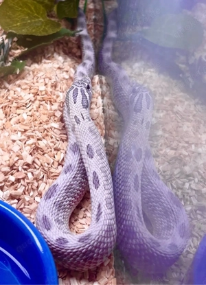 Heterodon nasicus, Hakennasennattern Lavender Arctic Lavender Coral Het Lavender