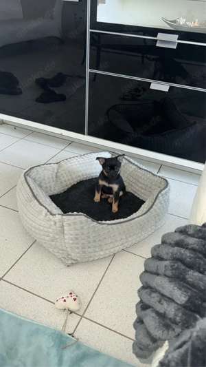 pomerian rusky toy 2 rüden 