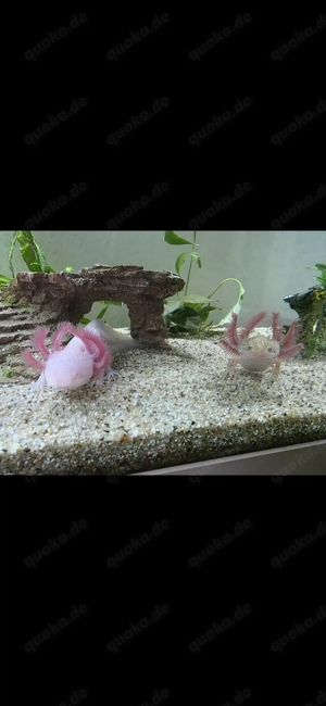 3 Axolotl zu verkaufen 