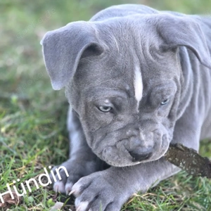 American Pocket Bully