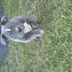 American Pocket Bully