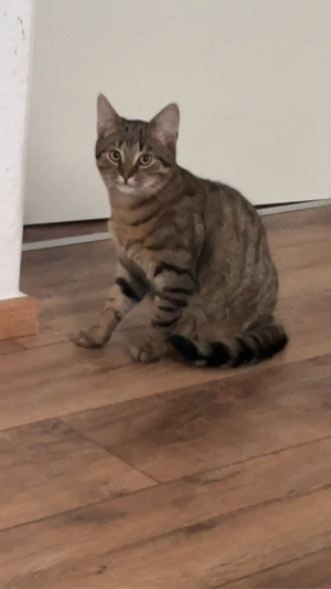 2 Kater zum Abgeben nur im Doppelpack