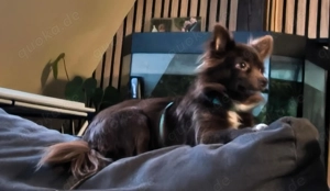 Kleine Diva sucht dich 