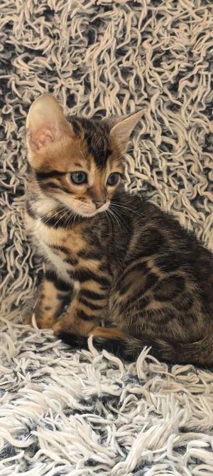 Bengal-Katze  Bild 6