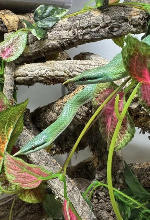 1.1 Gonyosoma Boulengeri Pärchen adult