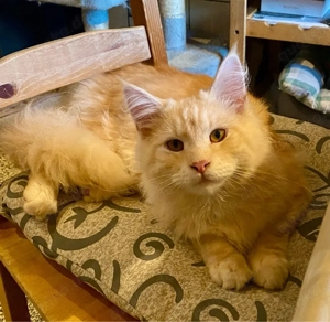 Maine Coon Kater geb.30.06.2025