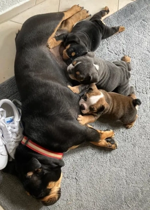 Old Englische Bulldogge 