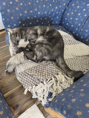 Suche Spielgefährten für meine kleine Katze 