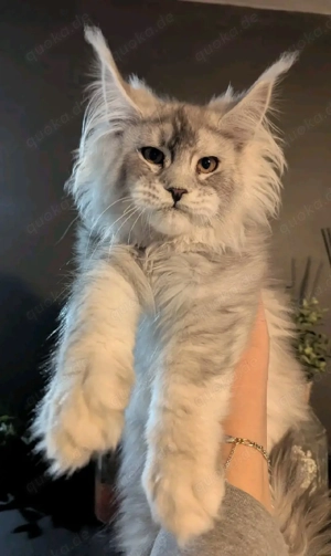 Wunderschöne Maine Coon Kitten zu verkaufen   Liebevolle und gesunde Tiere!   