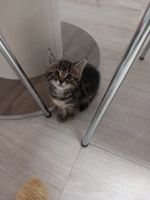 Main Coon Mix Kitten, Babykatzen 