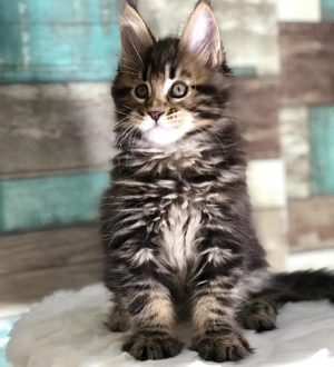 Maine Coon Kitten   Suchen ein liebevolles Zuhause