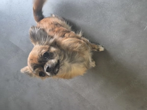 Chihuahua Hündin 9 Monate alt