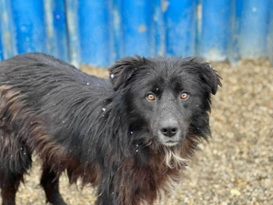 Mogli, hübscher schwarzer Kerl - ohne Chance?