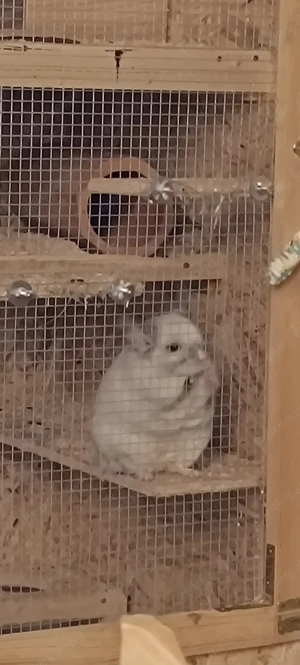 Suche Chinchilla Weibchen 