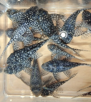 L 404 - Hypancistrus margaritatus - L-Wels - L 136 - Fische Bild 3