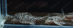 L 404 - Hypancistrus margaritatus - L-Wels - L 136 - Fische Bild 4