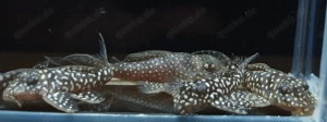 L 404 - Hypancistrus margaritatus - L-Wels - L 136 - Fische Bild 2