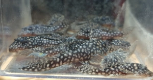 L 404 - Hypancistrus margaritatus - L-Wels - L 136 - Fische Bild 5