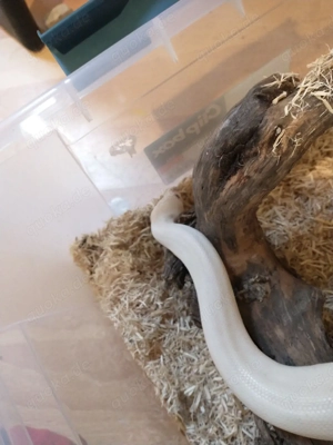 verkaufe ein Blue-Eyed Leucistic Bock 