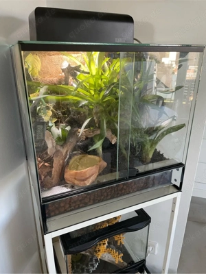 Terrarium 40x40x40 Frosch Regenwald