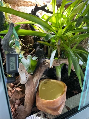 Terrarium 40x40x40 Frosch Regenwald Bild 3