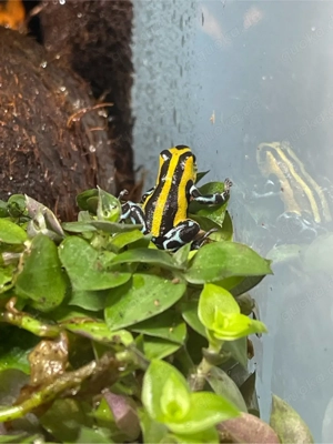 Terrarium 40x40x40 Frosch Regenwald Bild 4