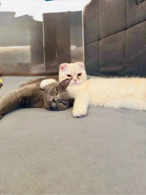 Zwei liebevoll katzen suche neue Zuhause