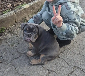 Auszugsbereit ;) Alternativ Bulldogge Oeb  Französische Bulldogge