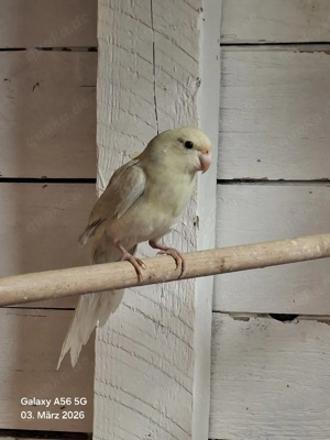 Ziegensittich Hahn von 2025