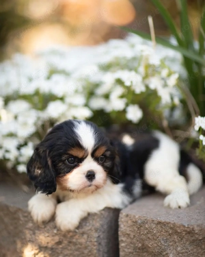 Exklusiver Cavalier-King-Charles Spaniel 