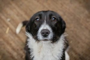 *HOPE* - eine liebe, soziale und verspielte Junghündin