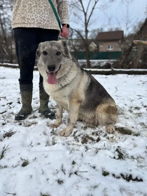 *MULAN* Die liebe, soziale und aktive Hündin braucht körperliche und geistige Auslastung     