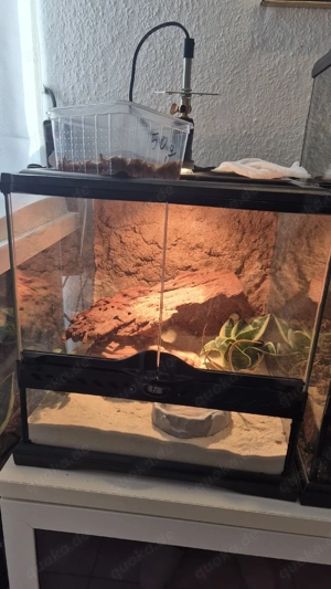 Underwoodisaurus milii (Australische Dickschwanzgeckos) im Exo Terra Wüsten-Set